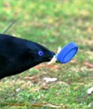 De satijnblauwe prieelvogel Begin februari kreeg Jeu Gielen van zijn zoon in Australië een opmerkelijke foto.