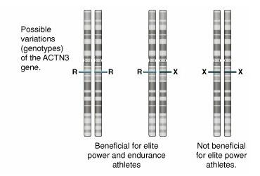6. Spieren marathonloper 6.1 Verhouding spiervezels In paragraaf 2.3.1 is gesproken over een bepaalde variant van het PPARδ-gen wat voor aanleg voor duursporten zorgt.