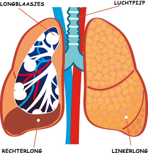 De Organen De longen In de longen vind uitwisseling plaats van koolzuur en zuurstof. Elk mens is in het bezit van twee longen, een rechter en een linker.