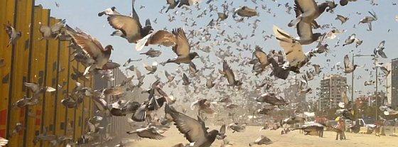 Loslaten van de duiven Foto: PETA Welke duif is het snelste thuis? Wedstrijdcategoriën De eerste wedvluchten in het seizoen worden gehouden met 'oude duiven'.