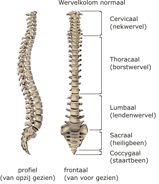 3.1 WERVELKOLOM Basiskennis?
