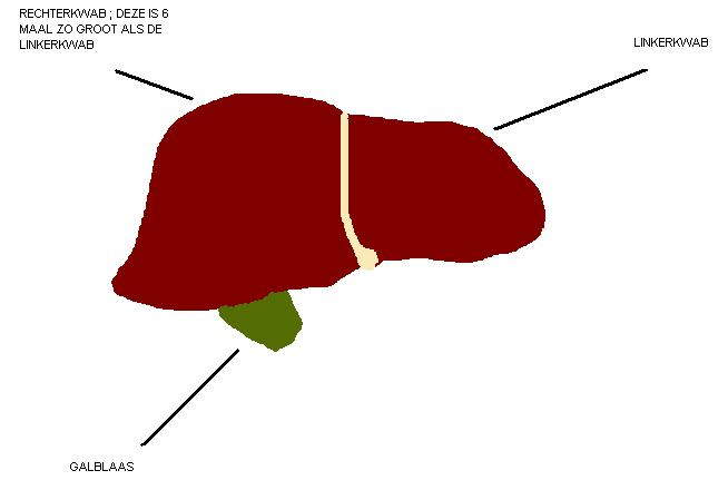 4.3.7. Gal en galblaas De lever vormt gal (bevat geen enzymen). Kleur is groenachtig tot bruin, afkomstig van afgebroken ery s. Het zijn uitscheidingsproducten die de lever uit het bloed haalt.
