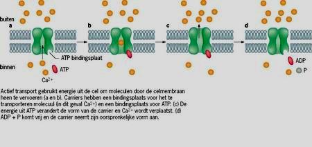 Diffusie is het dooreenmengen van verschillende concentraties van moleculen in twee van elkaar gescheiden vloeistoffen, door middel van een permeabel membraan.