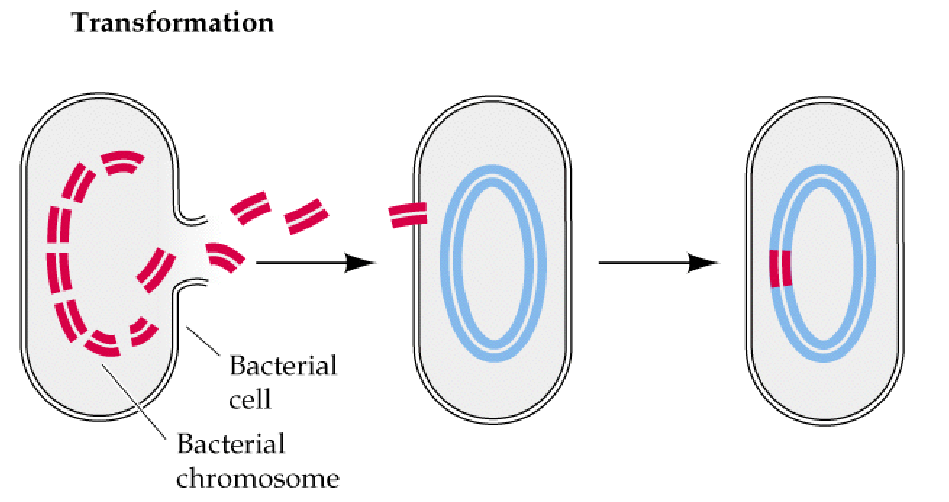 Plasmiden Transformatie : overdracht van DNA doorheen de celwand van de
