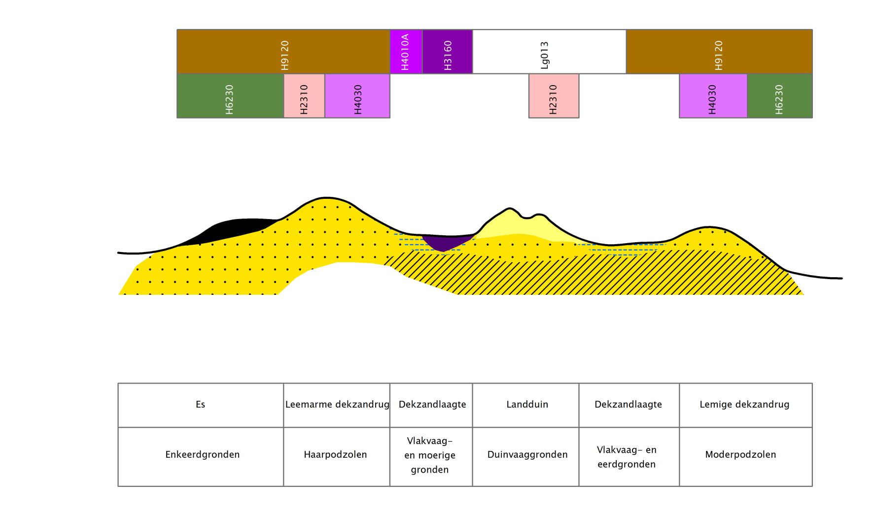 Figuur 2.4 Droog zandlandschap, gradiënttype dekzandlandschap (Bijlsma et al.