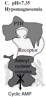 Figuur 2: Het Ca 2+ metabolisme in melkvee (13) In de humane geneeskunde is bekend dat hypomagnesemie door zijn rol in de PTH receptoren hypocalcemie kan veroorzaken.