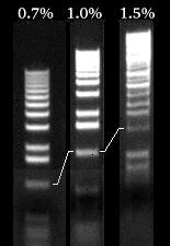 2.7 Electroforese van plasmide DNA Voor de analyse van de grootte van plasmiden of de lengte van DNA fragmenten is electroforese een eenvoudige en doeltreffende methode.