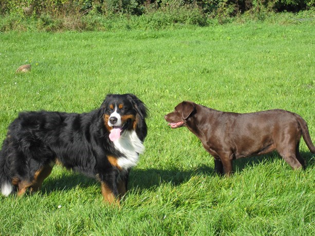 Hondenwandeling Werkgroep De Spiegel 17 mei Kom wandelen met honden uit de buurt! Wat?