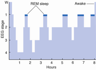 Hoofdstuk 9: Sleep and Biological Rhythms 1. EEN FYSIOLOGISCHE EN GEDRAGSMATIGE BESCHRIJVING VAN SLAAP 1.1. Fasen van slaap Electromyogram (EMG): elektrisch potentiaal die opgenomen wordt van een elektrode die op of in een spier geplaatst wordt.