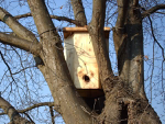 Hier zie je een van mijn nestkasten voor bijen.