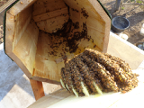 Zo ziet het er binnenin uit. Deze bijen zijn nog maar enkele weken aan het bouwen. Als ze wat langer bezig zijn, kan de kast natuurlijk niet meer open.