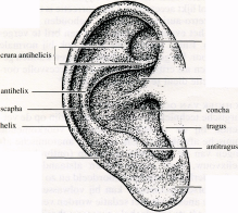 tuberculum fossa triangularis cymba conchalis de scapha, waardoor vooral het bovenste deel van de oorschelp het meest afstaat.