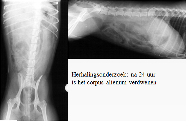 Herhalingsonderzoek na punctie abdomen en zo veel mogelijk verwijderen van vocht: * organen, diafragma na 24 uur + / - therapie: * ileusbeelden hond: ringvormig corpus alienum in de buik na punctie