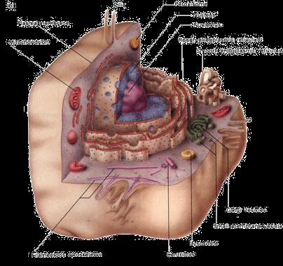 Cellen Het menselijk lichaam Weefsels organen stelsels lichaamscel longweefsel Het hart beender stelsel Botcellen Kraakbeencellen Spiercellen Dekweefselcellen Zenuwcellen Hersencellen Botweefsel
