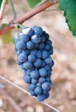 Grenache is een zeer veelzijdig druivenras dat zich leent voor het maken van rosé, droge rode wijn of versterkte wijn Ze worden veelal gebruikt in de "GSM" wijnen.