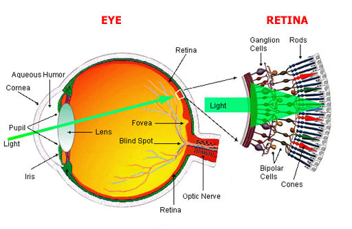 Staafjes en kegeltjes *Retina: 2 types van fotoreceptoren 1. Staafjes: bij schemering (nachtelijk zicht) intensiteitverschillen licht/donker 2.