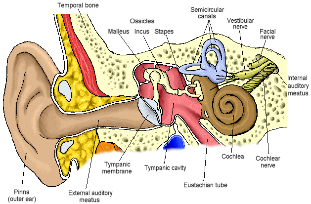 Horen Geluidswaarneming Cochlea nervus cochlearis hersenen Geluid = luchtmoleculen die bewegen door vibratie van een object (stemvork, stem, = hoorbaren geluidstrillingen of golven: - Snelheid 300m/s