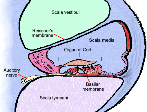 1. scala vestibuli bovenste kanaal - lopen via de helicotrema, ter begint aan ovale venster hoogte van de cochleaire apex 2.