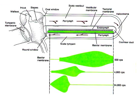 Top van de cochlea (=apex): basilaire membraan is breder en lossen reageert op lage frequentie Langs hele lengte van basilaire membraan: receptorcellen Verschillende frequenties van geluid worden