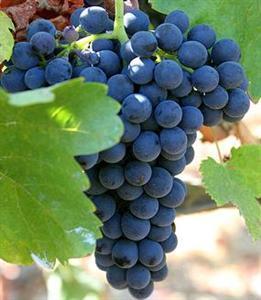 Zinfandeldruif Zinfandel wordt vooral geteeld in Californië en Zuid-Italië en wordt meestal gebruikt om de diepe, donkere rijke rode wijnen te produceren.
