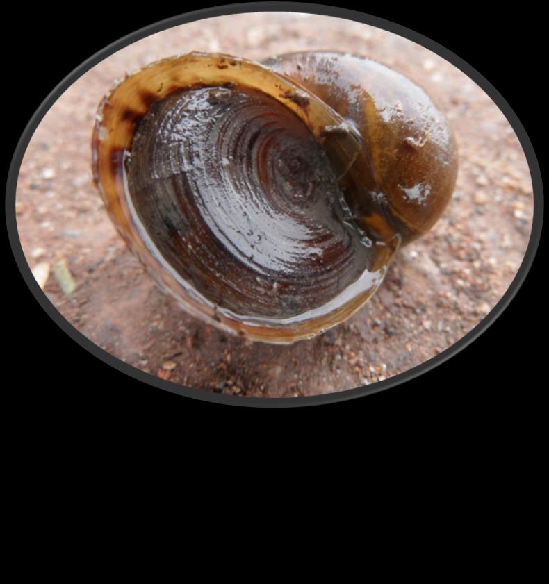 Golden Apple Snail Healthy rice field