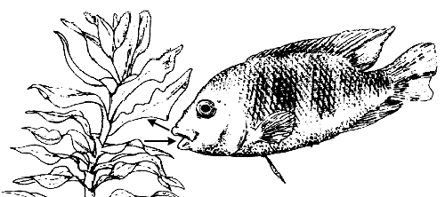 2p 15 Vissoorten leven in bepaalde lagen van het water. Zo bevinden meervallen zich voornamelijk op de bodem.