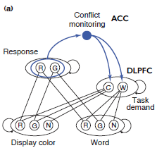 respons Tegelijkertijd ook verwerking woord (automatisch) Info komt samen in responslaag Conflict indien incongruent (displaykleur = rood, woord zelf = groen) Conflict wordt gedetecteerd