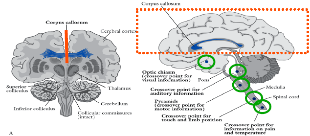 Bogen en Vogel Epilepsie: bep.