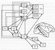 ventrale en dorsale baan 1. Wat vs. waar (Mishkin, Ungerleider & Macko, 1983) Ventrale route: Wat zien we? Objectdiscriminatie Dorsale route: Waar?