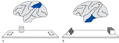 Visuele gebieden na de (primair) visuele cortex Twee visuele verwerkingsbanen 1) Ventraal: occipito-temporaal Belangrijk bij objectherkenning Wat zien we?