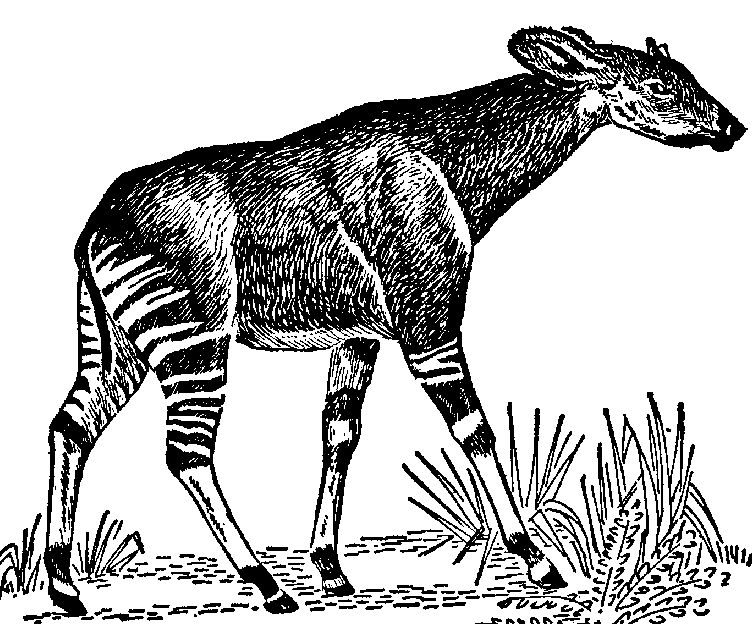 Wonderlijk dier Okapi Toen okapi`s in 1901 door de Europese ontdekkingsreizigers in Kongo werd ontdekt dacht men dat ze verwant waren aan zebra`s Vanwege hun gestreepte poten maar ze zijn verwant aan
