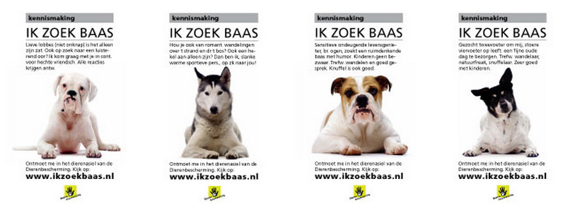 Buitenland Wanneer we kijken naar verschillende websites van dierenasielen in het buitenland, zien we geen drastische verschillen met de websites uit Nederland.