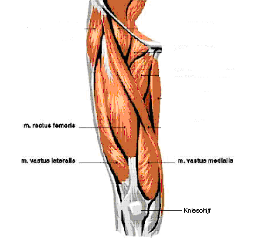 Bovenbeen en knie met bijbehorende spiergroepen M. vastus medials binnenste gedeelte van de voorste spier van het bovenbeen M.