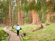 11 Programma Vanuit ons hotel in het dorpje Mariposa is het ongeveer 45 minuten rijden naar Yosemite. Daar nemen we de prachtige Glacier Point Road naar een hoogte van 2300 meter.