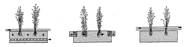 Optie 4: Helofytenfilter Scenario 1 & 2 Een helofytenfilter filtert water op een natuurlijke manier. Helofyten zijn moerassige planten zoals riet, lisdodde of de gele lis.
