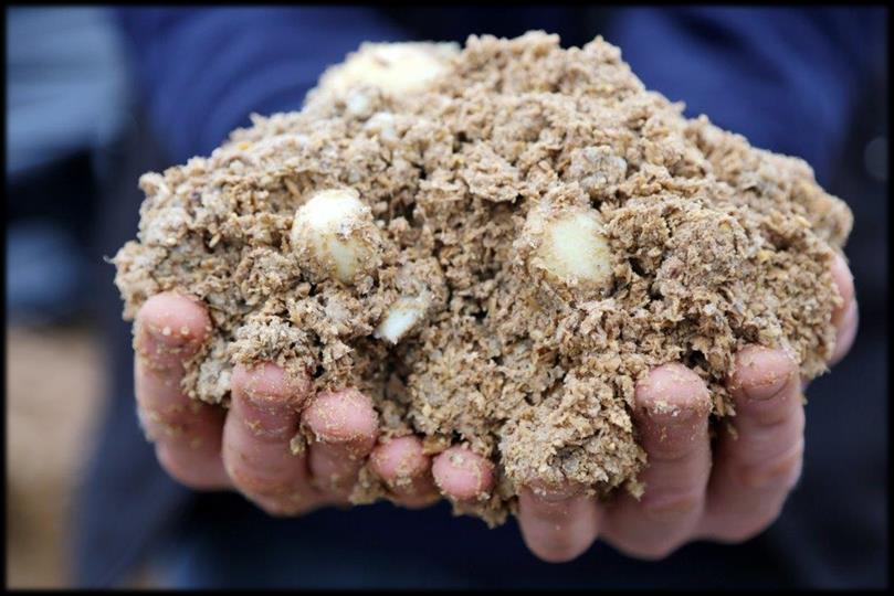 Productkenmerken Energie & eiwitrijk Bestendig zetmeel Rustig verteerbaar Stukken aardappel zichtbaar Grof gemalen maïs Wisselende structuur (grof/fijn) Wisselende drogestof/lekvocht (22% - 28%)