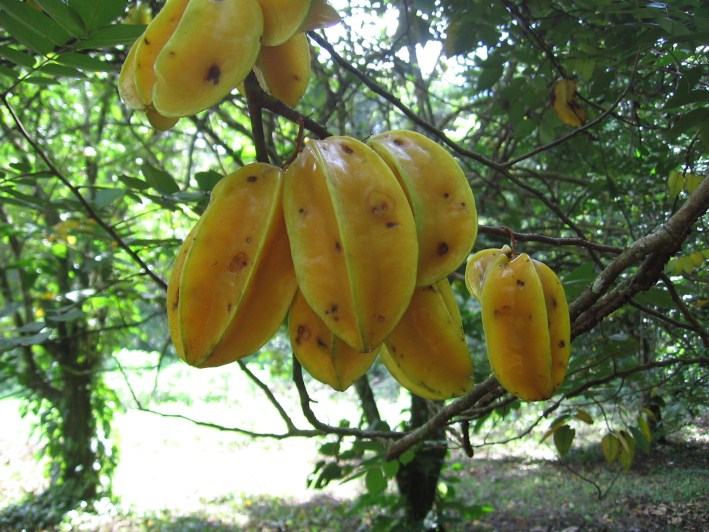 In onderstaande tent kan fruit dat fruitvliegen en parasieten bevat, geplaatst worden; de fruitvliegen kunnen niet ontsnappen, de parasieten wel, doordat het gaas van de tent