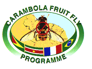 MINISTERIE VAN LANDBOUW, VEETEELT EN VISSERIJ Onder Directoraat Landbouwkundig Onderzoek, Afzet en Verwerking Afdeling Carambola fruit vlieg onderzoek Fruit vliegen in