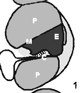 (E). Deze vloeistoffen zijn verschillend van samenstelling. Het middelste en bovenste gedeelte zijn gescheiden door een dun vlies. Dit vlies heet, de membraan van Reisner (M).