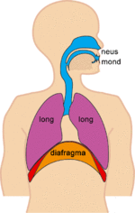 intensity (VO2max): 5,7% of total 4,2% of total Inspiratory Muscle