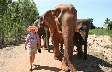 Bescherming van wilde dieren / Olifanten Neem deel aan een project voor het beschermen van olifanten.