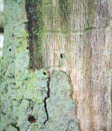 1985 Acute Oak Decline Episode: Versnelde achteruitgang en plotselinge massale boomsterfte in een periode van 3-5 jaar Symptomen: