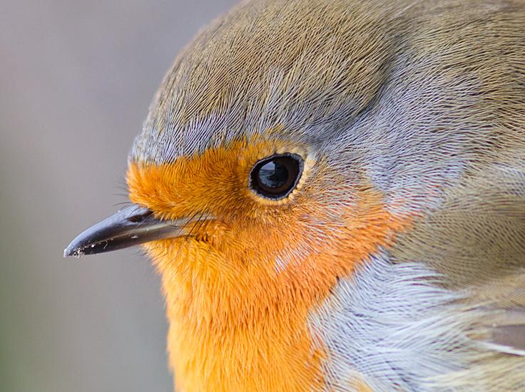 In het halve atlasblok (grensblok) 29-52 omgeving dorp Losser en Oelemars waren 114 soorten wintervogels aanwezig en 111 broedvogelsoorten.