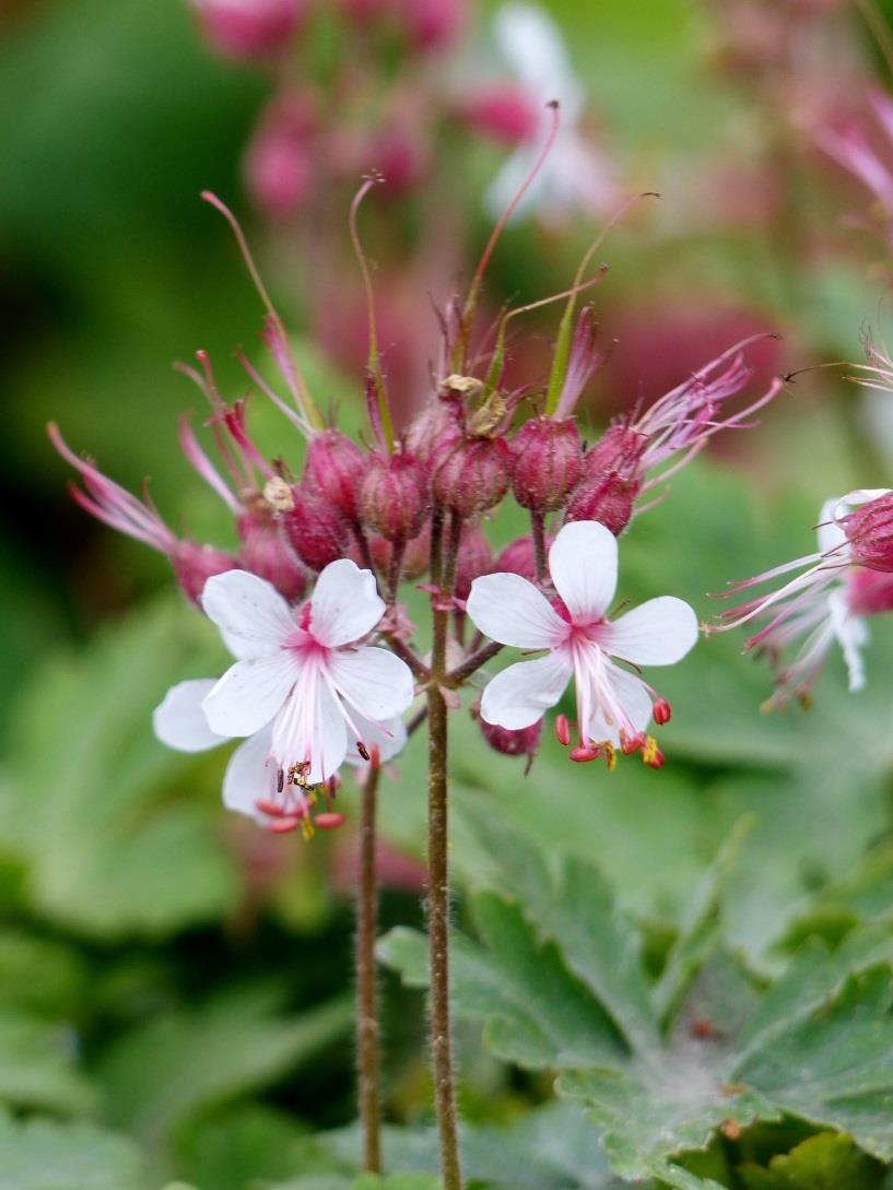 Top tien van bijenplanten Akkerdistel