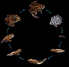 Materiaalzendingen Van Kikkerdril tot Kikker BESTELLEN: uiterlijk 1 april 2015 Groep: 1,2,3,4 Materiaalzending Leverdatum aquarium ed: maart 2015 Klaslokaal Nederland, kikkerland.