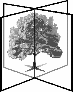 HOOFDSTUK 1. TERREIN RENDERING 2 Figuur 1.1: Billboard van een boom. Twee dezelfde textures staan in een kruisvorm zodat er altijd iets zichtbaar is vanuit elke hoek.