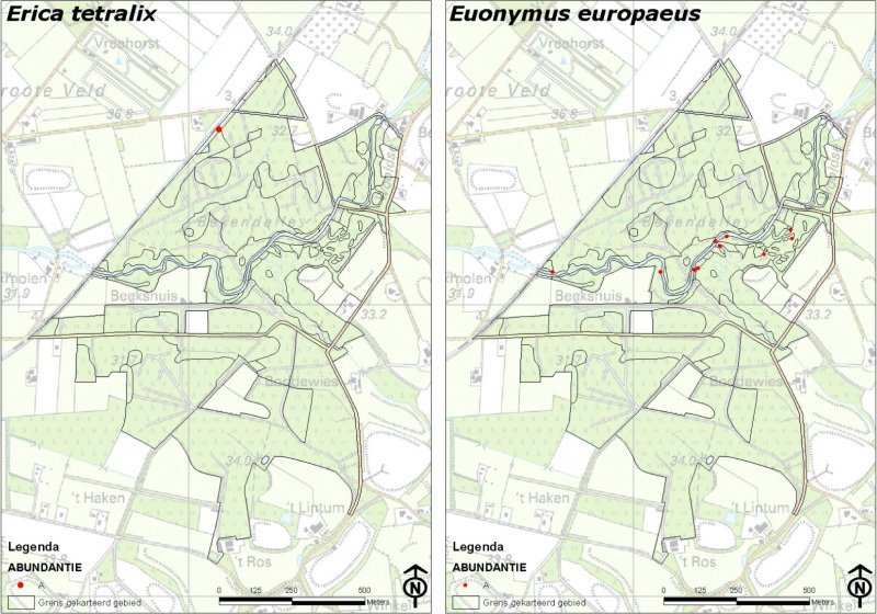 Equisetum hyemale - Schaafstro kaart foto Deze opvallende soort groeit in grote dichtheden in de broekbossen aan de zuidkant van de Boven-Slinge, Hier staat ze een groot deel van het jaar in het