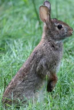 [Konijn] Algemene Naam: konijn Wetenschappelijke Naam: Oryctolagus cuniculus Konijnen hebben lange oren, een grijsbruine vacht en een korte wipstaart met witte onderzijde en zwarte bovenzijde.