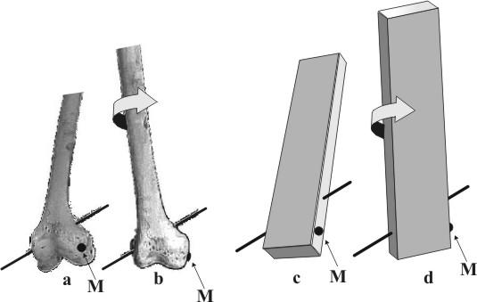 In figuur 20 tonen we de in dit onderzoek gevonden positie en richting van de flexie-extensie-as. (De metingen werden verricht met een geavanceerd 3-D elektro-magnetisch meetsysteem).