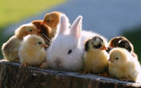 DIERENDAG Op een school waar dieren zeer geliefd zijn kunnen we dierendag niet ongemerkt voorbij laten gaan.